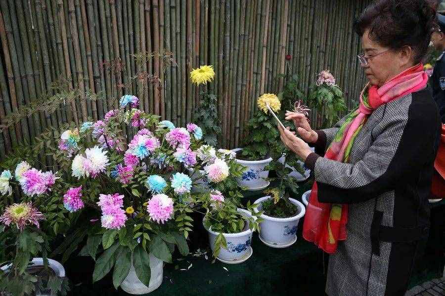 驚艷！七彩菊花，炫酷你的眼~