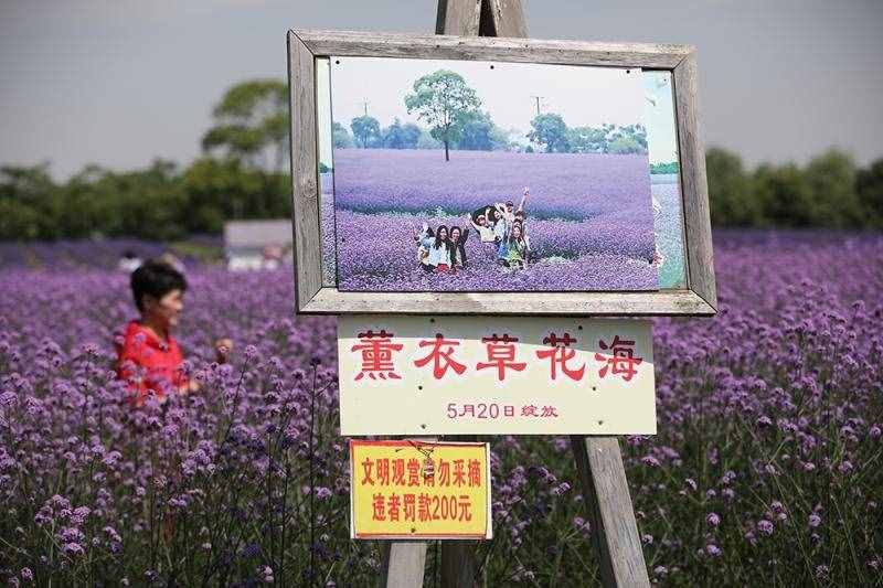 薰衣草花海盛開，上海青浦尋夢園景區(qū)“正是一年好風景”……