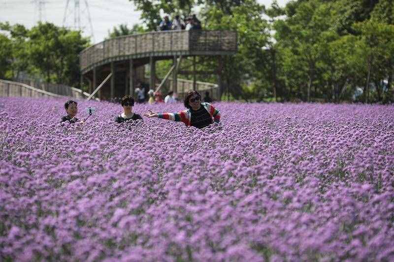 薰衣草花海盛開，上海青浦尋夢園景區(qū)“正是一年好風景”……