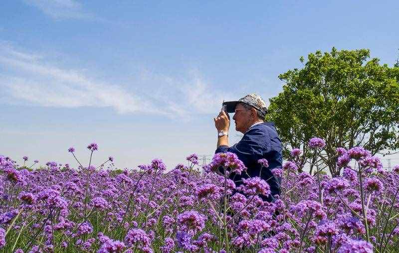 薰衣草花海盛開，上海青浦尋夢園景區(qū)“正是一年好風景”……