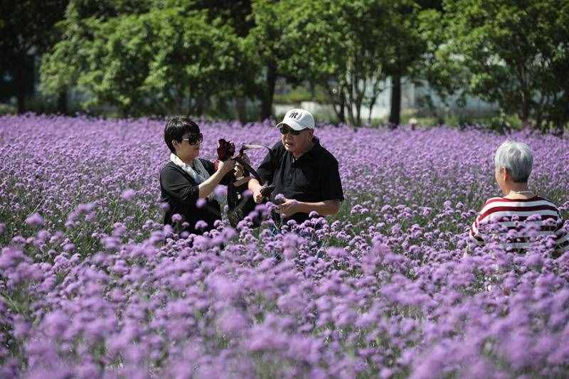 薰衣草花海盛開，上海青浦尋夢園景區(qū)“正是一年好風景”……