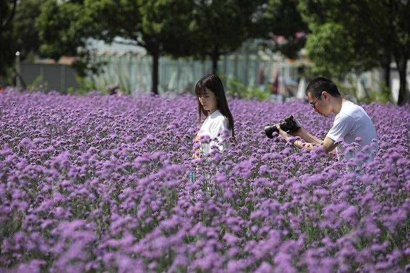 薰衣草花海盛開，上海青浦尋夢園景區(qū)“正是一年好風景”……