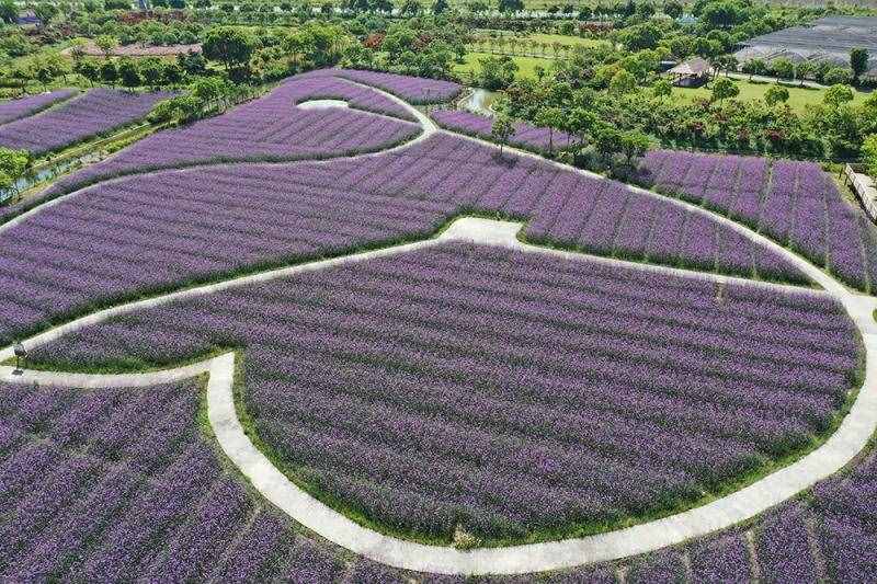 薰衣草花海盛開，上海青浦尋夢園景區(qū)“正是一年好風景”……