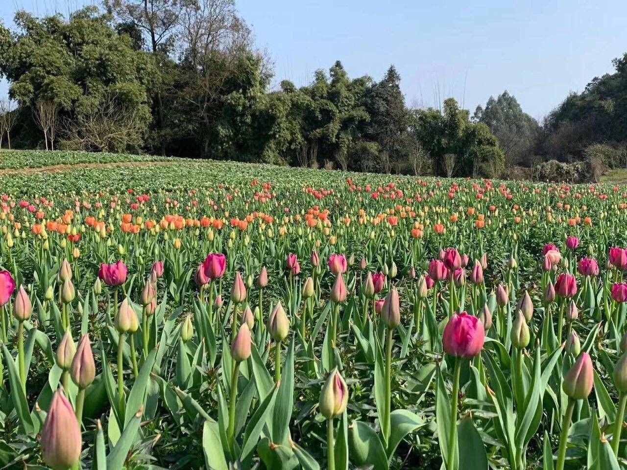 石象湖景區(qū)3月1日起有序開放，門票5折優(yōu)惠，每日限客3000人