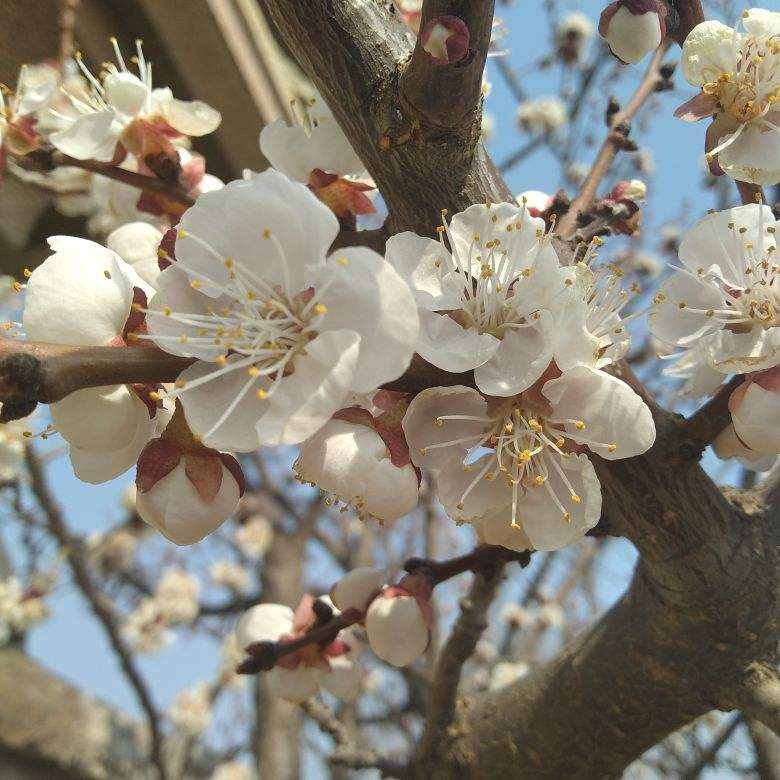 每個月都有不同花神，你出生的月份是什么花？