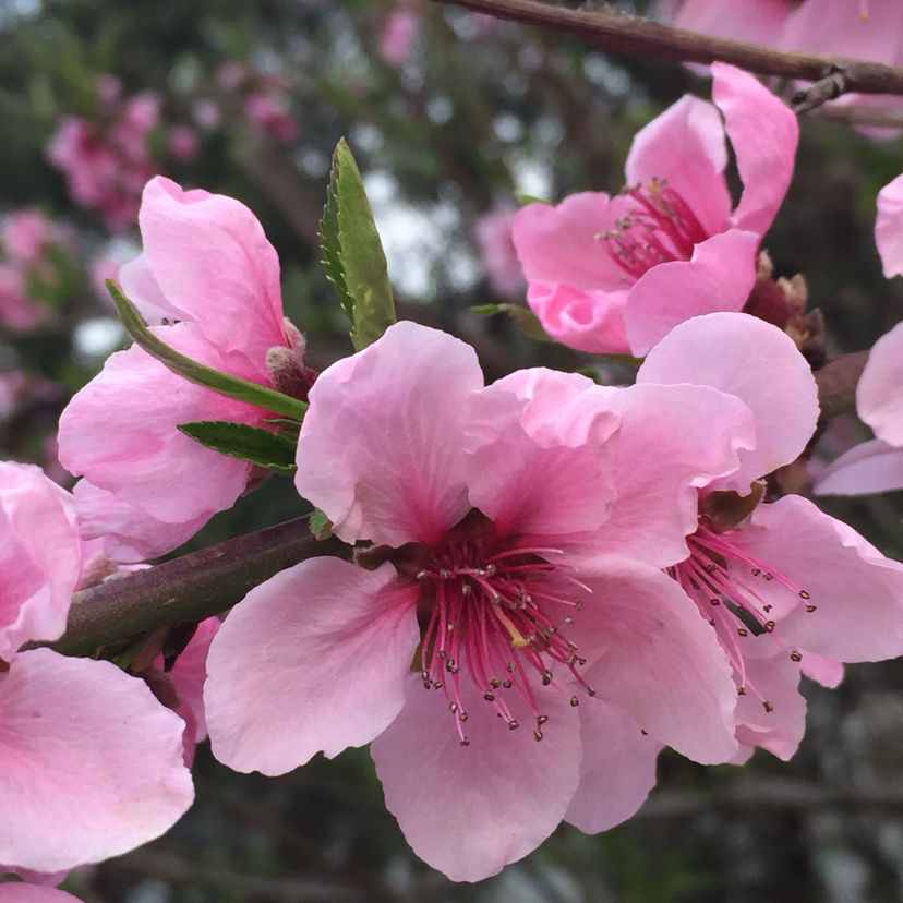 每個月都有不同花神，你出生的月份是什么花？