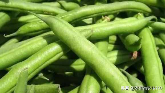 四季豆怎么種植產(chǎn)量高，效益好呢？（內(nèi)附種植技術要點）