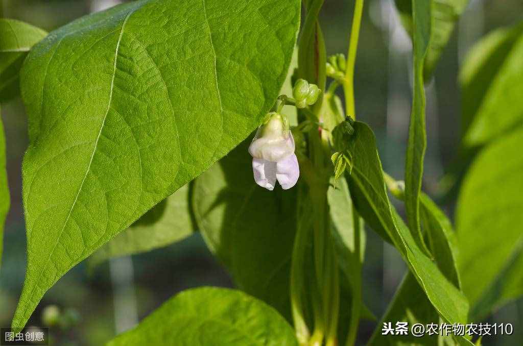 四季豆怎么種植產(chǎn)量高，效益好呢？（內(nèi)附種植技術要點）