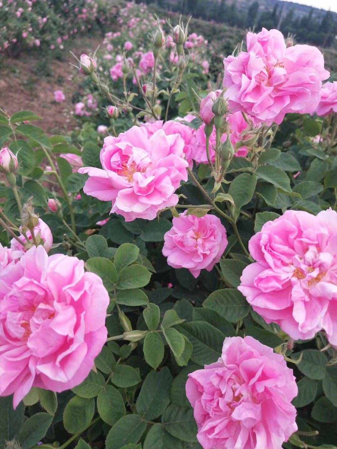 可以食用的玫瑰花，香氣四溢，觀賞價值高，還可盆栽，你值得擁有