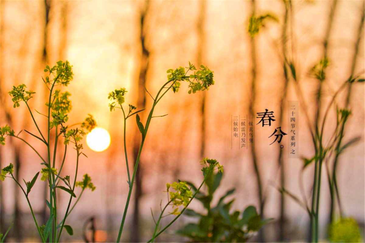 春分到了，4個老傳統(tǒng)不能忘，寓意吉祥如意，現(xiàn)在知道還不晚