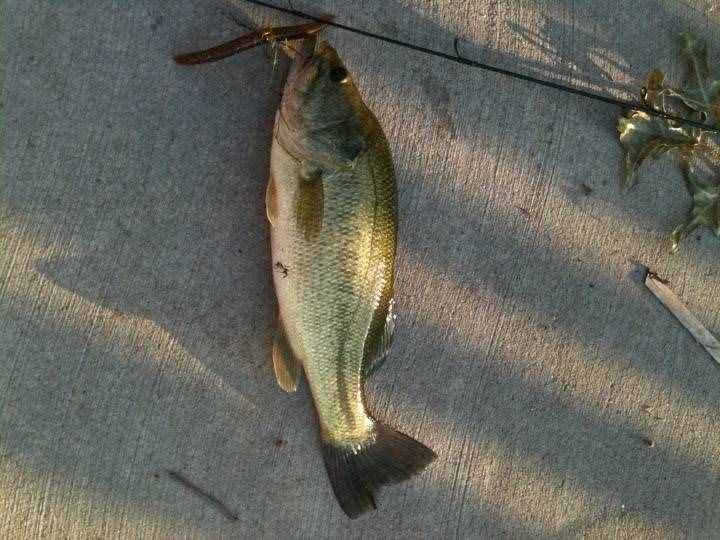 用蚯蚓釣了這么多年的魚，第一次見到這樣的恐怖的巨型蚯蚓