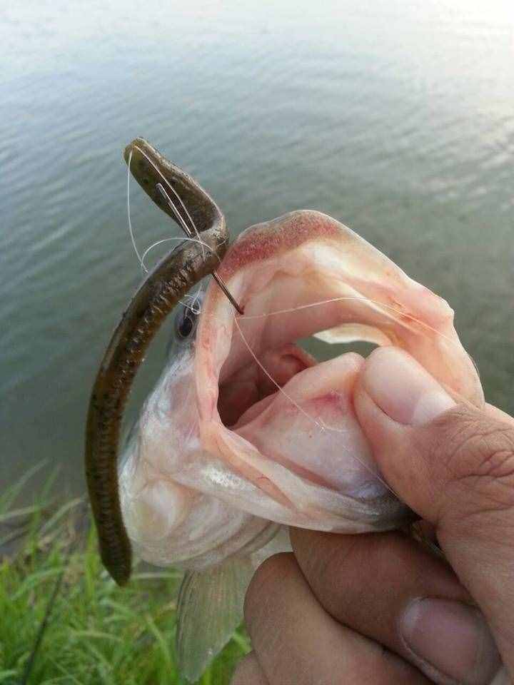 用蚯蚓釣了這么多年的魚，第一次見到這樣的恐怖的巨型蚯蚓