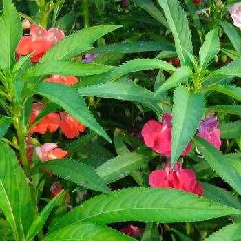 風仙子花的養(yǎng)殖方法和注意事項