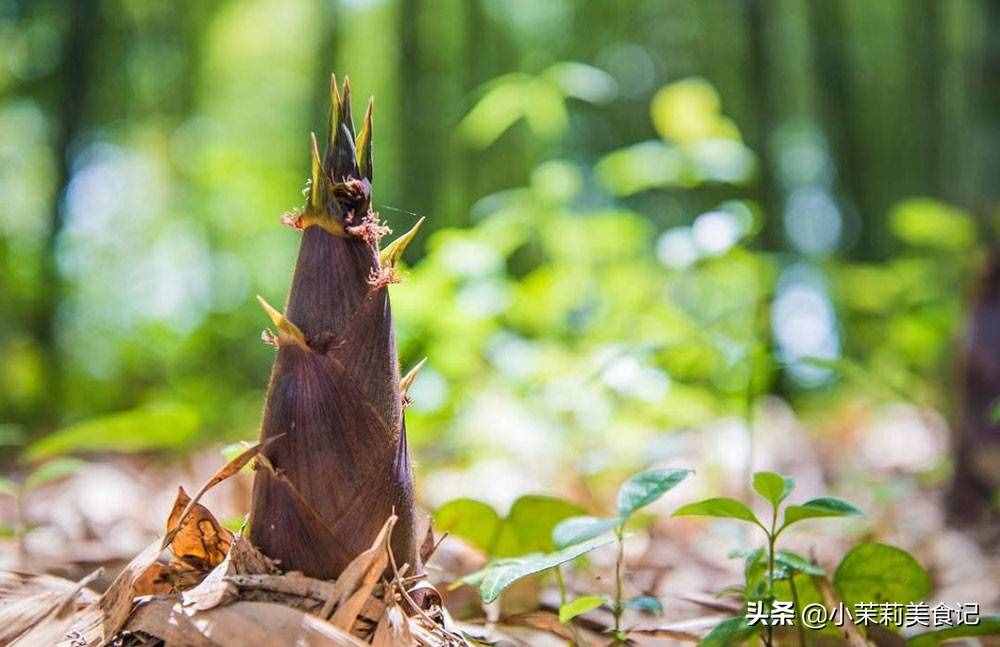 同樣是筍，“春筍”和“冬筍”有何不同？筍農(nóng)：區(qū)別大了，別買錯(cuò)