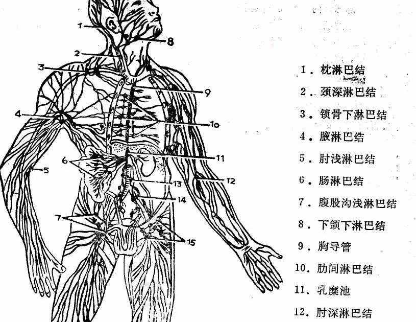 脖子上的“小腫塊”——淋巴結(jié)腫大怎么辦？