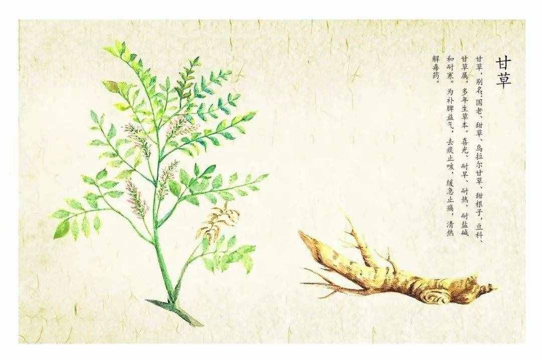 明明不是植物的發(fā)菜，為什么會(huì)被列為一級(jí)保護(hù)植物？