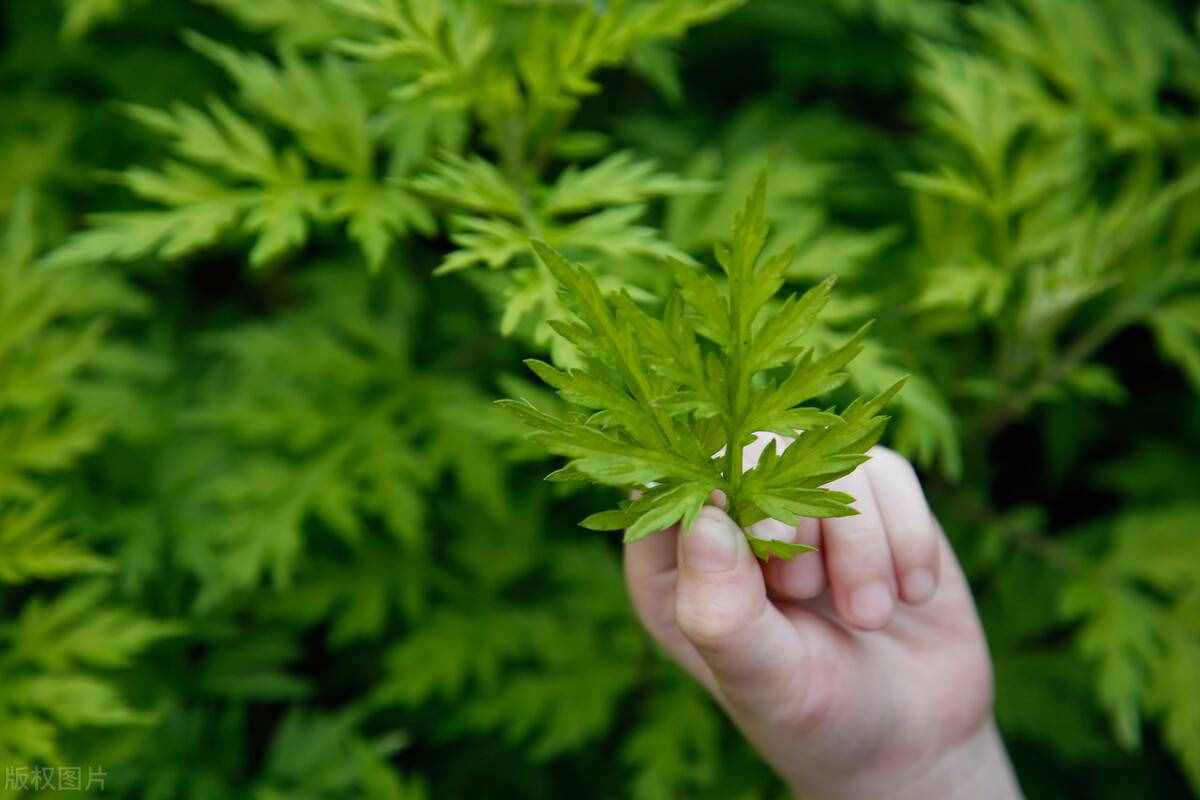 艾草水洗澡和泡澡對(duì)于身體有哪些方面的好處