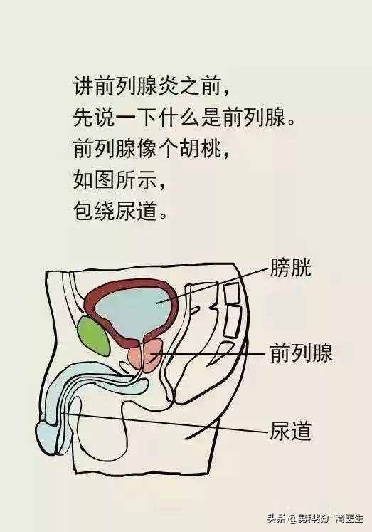 前列腺的“爆菊花”指檢法