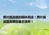 黃葉假連翹的園林用途（黃葉假連翹有哪些基本信息）