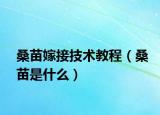 桑苗嫁接技術(shù)教程（桑苗是什么）
