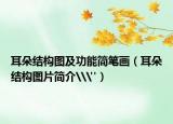 耳朵結(jié)構(gòu)圖及功能簡筆畫（耳朵結(jié)構(gòu)圖片簡介\
