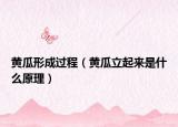 黃瓜形成過程（黃瓜立起來是什么原理）