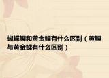 蝴蝶鯉和黃金鯉有什么區(qū)別（黃鯉與黃金鯉有什么區(qū)別）