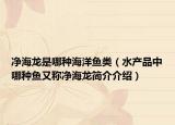 凈海龍是哪種海洋魚(yú)類(lèi)（水產(chǎn)品中哪種魚(yú)又稱(chēng)凈海龍簡(jiǎn)介介紹）