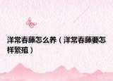 洋常春藤怎么養(yǎng)（洋常春藤要怎樣繁殖）