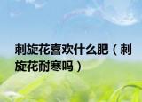 刺旋花喜歡什么肥（刺旋花耐寒嗎）