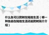 什么魚可以爬樹在陸地生活（哪一種魚能在陸地生活還能爬樹簡介介紹）