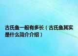 古氏魚一般有多長（古氏魚其實是什么簡介介紹）