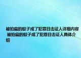 被拍扁的蚊子成了犯罪目擊證人詳細內(nèi)容 被拍扁的蚊子成了犯罪目擊證人具體介紹