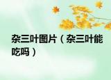 雜三葉圖片（雜三葉能吃嗎）