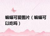 蝙蝠可愛(ài)圖片（蝙蝠可以吃嗎）