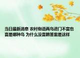 當(dāng)日最新消息 農(nóng)村俗語(yǔ)兩鳥(niǎo)進(jìn)門(mén)不富也喜是哪種鳥(niǎo) 為什么沒(méi)喜鵲答案是這樣