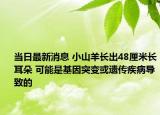 當(dāng)日最新消息 小山羊長(zhǎng)出48厘米長(zhǎng)耳朵 可能是基因突變或遺傳疾病導(dǎo)致的