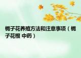 梔子花養(yǎng)殖方法和注意事項(xiàng)（梔子花根 中藥）