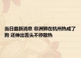 當(dāng)日最新消息 非洲獅在杭州熱成了狗 還伸出舌頭不停散熱