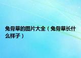 兔骨草的圖片大全（兔骨草長什么樣子）
