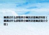 藕通過什么獲取養(yǎng)分藕絲還是藕皮螞蟻（藕通過什么獲取養(yǎng)分藕絲還是藕皮簡介介紹）