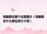 雞腳筋在哪個位置圖片（雞腳筋在什么部位簡介介紹）