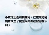 小玫瑰上面有蜘蛛網(wǎng)（紅玫瑰寵物蜘蛛從盒子爬出來(lái)咋辦在房間找不到）
