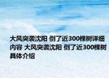 大風(fēng)突襲沈陽 倒了近300棵樹詳細(xì)內(nèi)容 大風(fēng)突襲沈陽 倒了近300棵樹具體介紹
