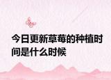 今日更新草莓的種植時(shí)間是什么時(shí)候