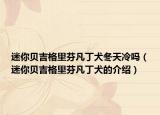 迷你貝吉格里芬凡丁犬冬天冷嗎（迷你貝吉格里芬凡丁犬的介紹）