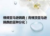 綠頰亞馬遜鸚鵡（青綠頂亞馬遜鸚鵡的亞種分化）