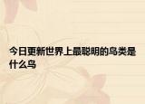 今日更新世界上最聰明的鳥類是什么鳥