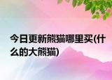 今日更新熊貓哪里買(什么的大熊貓)