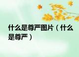 什么是尊嚴(yán)圖片（什么是尊嚴(yán)）